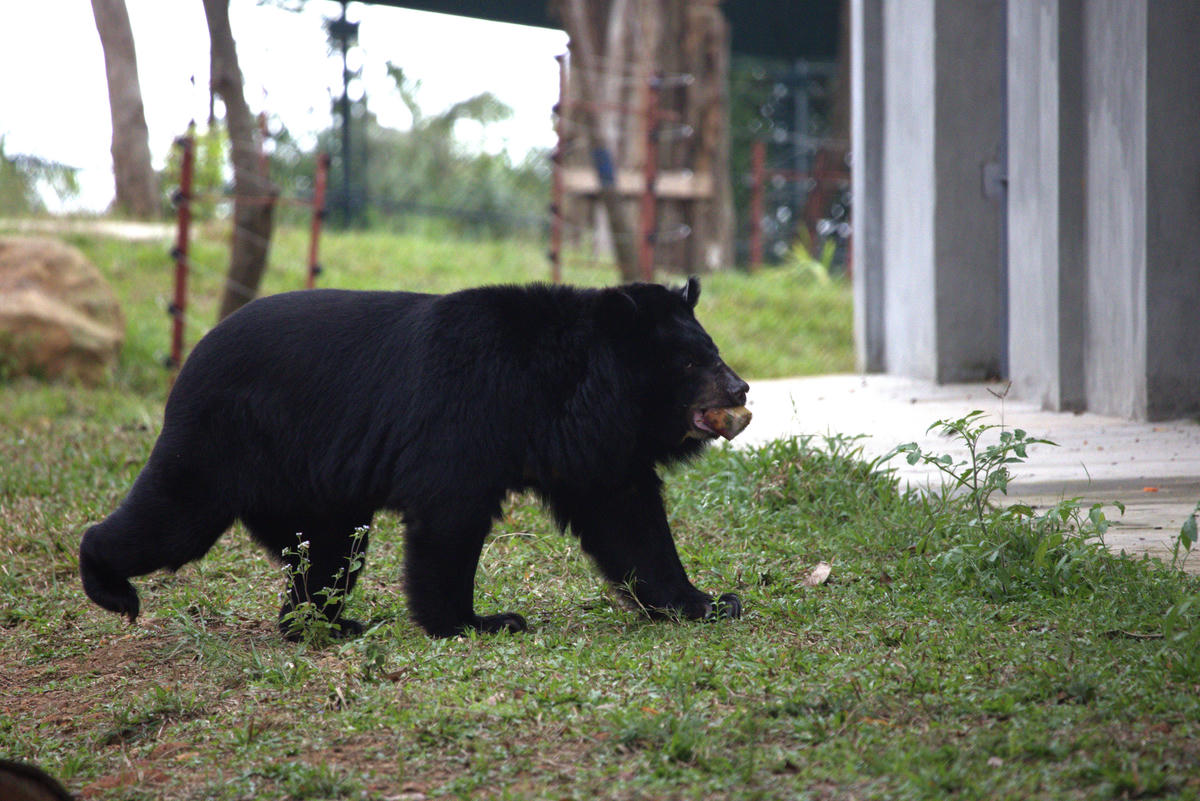 Từ khi đi vào vận hành đến nay, trung tâm đã cứu hộ nhiều cá thể gấu ngựa từ nhiều tỉnh, thành trên cả nước.&nbsp;Ảnh: T.T.