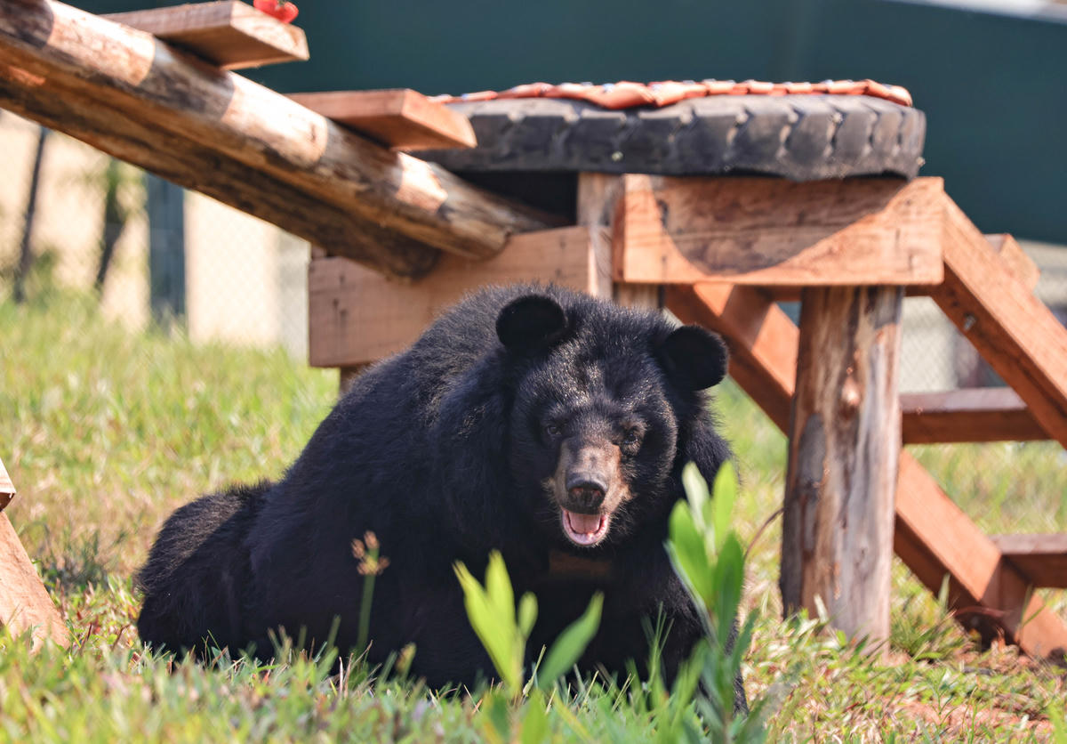 Trung tâm có năng lực cứu hộ, nuôi dưỡng hàng trăm cá thể gấu được tiếp nhận từ các cơ sở nuôi gấu tư nhân và các vụ vi phạm
