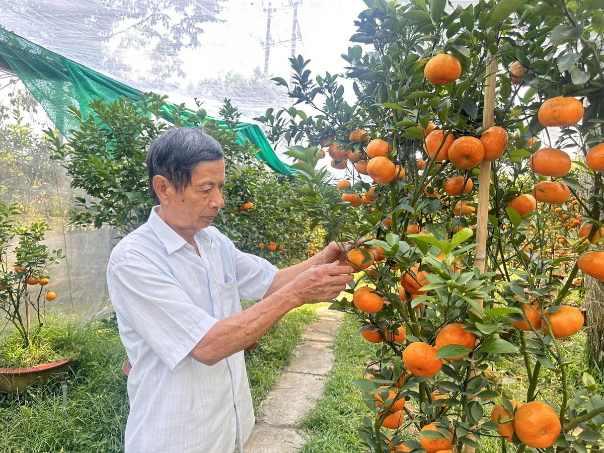 Ông Hà Thanh Hồng đang chăm sóc vườn quýt hồng lên chậu phục vụ thị trường Tết Bính Ngọ năm 2026. Ảnh: Trung Ngãi.