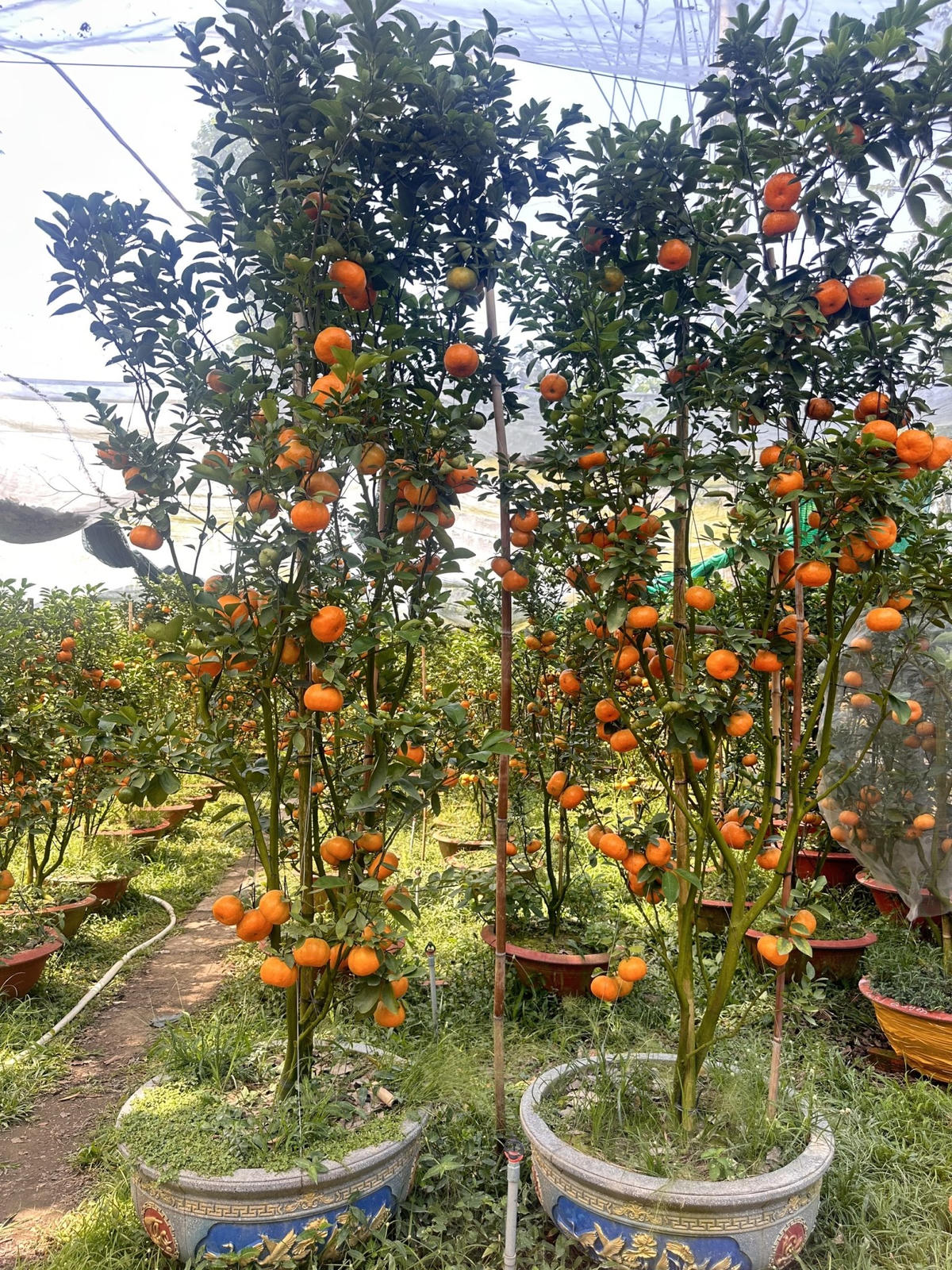 Cặp quýt hồng “khủng” với chiều cao hơn 1,5 mét của ông Hồng đã được khách hang đặt mua. Ảnh: Trung Ngãi.