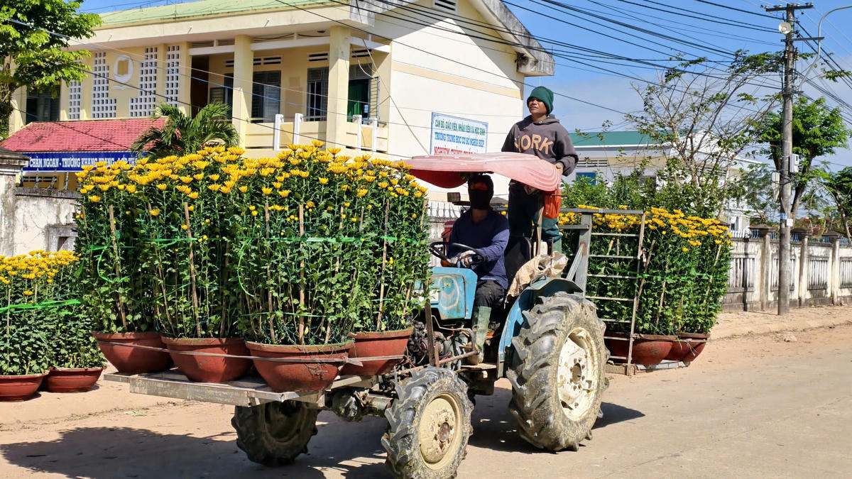 Người nông dân vui vẻ vận chuyển chậu hoa cúc bán cho thương lái. Ảnh: CV.