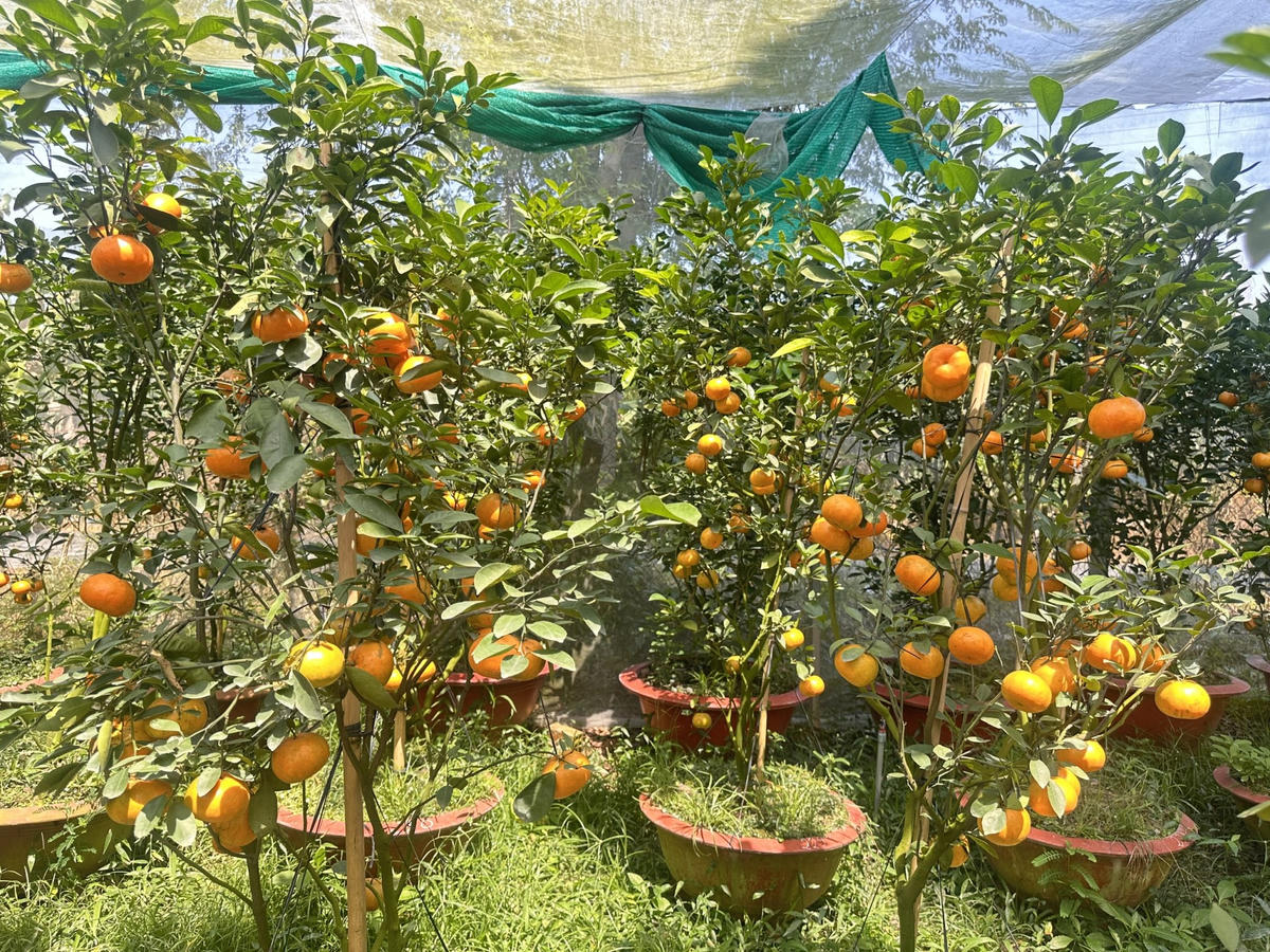 Quýt hồng Lai Vung lên chậu đang được nhiều khách hàng săn tìm mua về chưng Tết. Ảnh: Trung Ngãi.