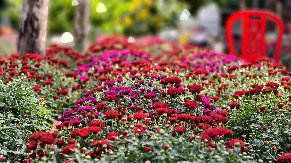 Những hoa cúc nở khoe sắc trong ánh nắng. Ảnh: CV.