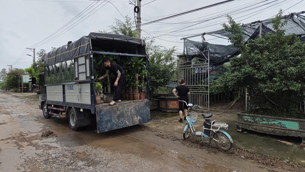 Người tỉnh ngoài về làng Vị Khê thu mua cây giống. Ảnh: Duy Hưng.