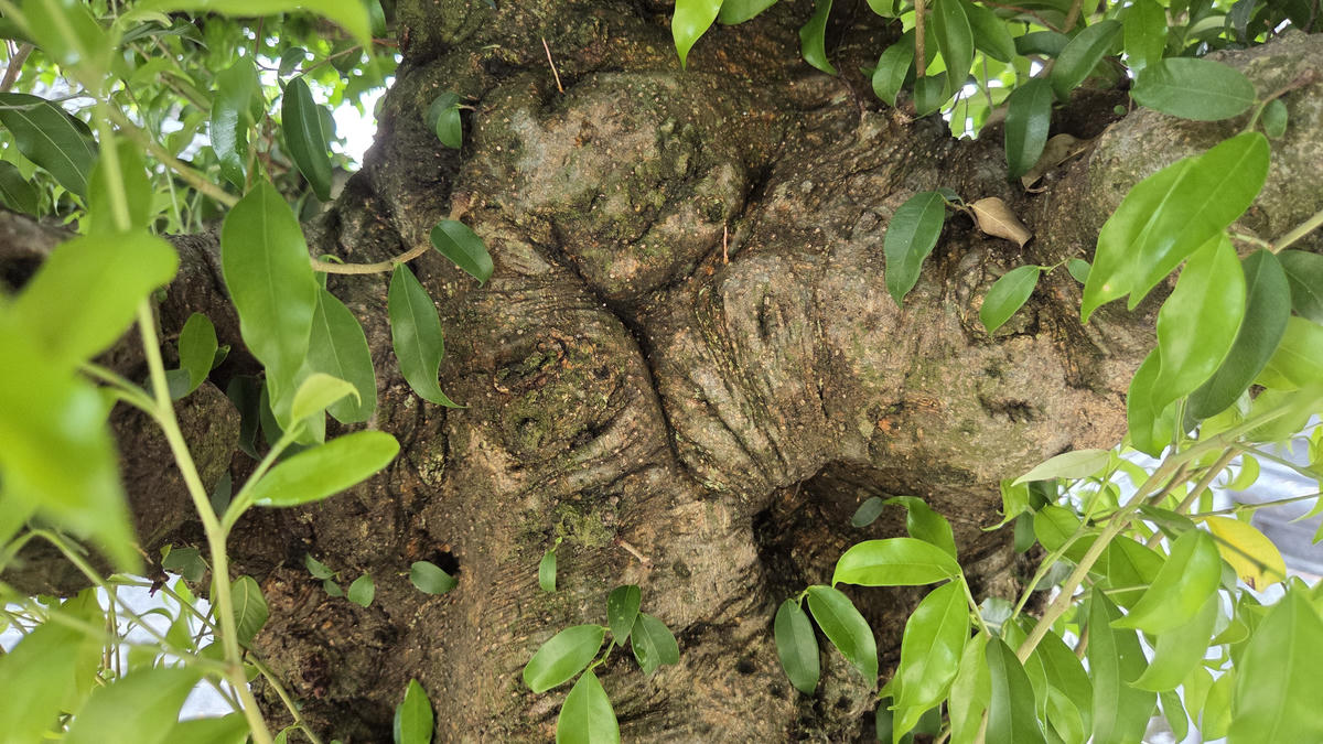 Đến nay, hai cây sanh ở đình làng Vị Khê vẫn mang một sức sống mãnh liệt, vỏ cây ngày càng dày, săn lại như da voi- vẻ đẹp đặc trưng được thiên nhiên nhào nặn, tạo tác qua thời gian, mưa nắng. Ảnh: Duy Hưng.&nbsp;&nbsp;