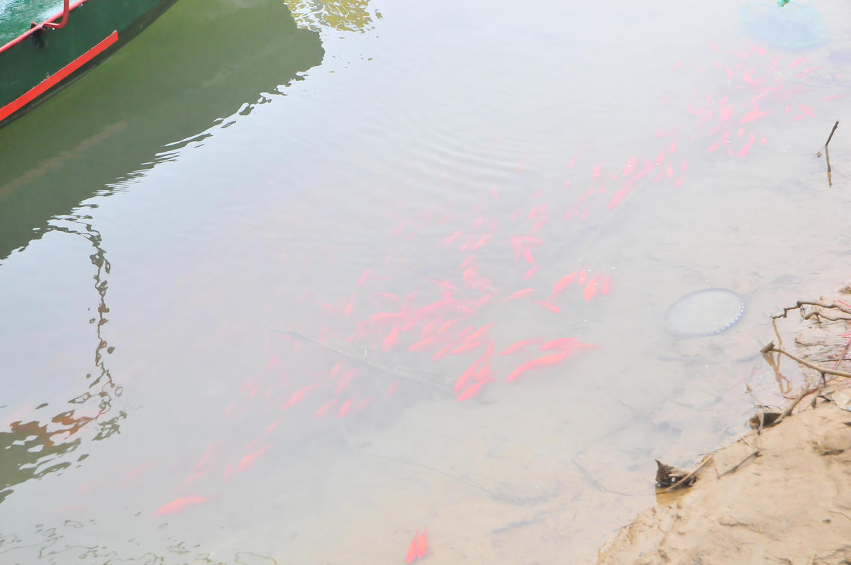 Đàn chép đỏ tụ lại đông đúc, tự do bơi lội&nbsp; trên sông sau khi thả. Ảnh: Xuân Trường.