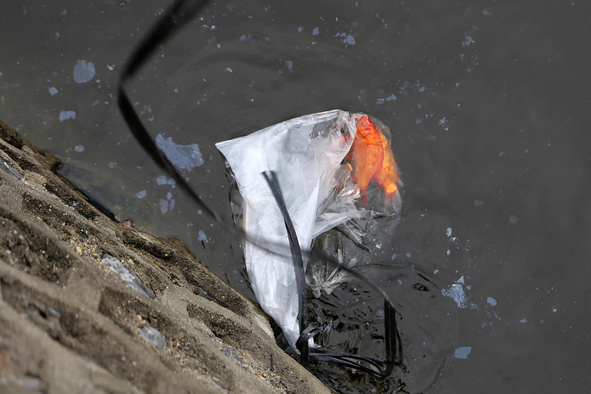 Có người còn thả cá chép còn nguyên trong túi ni lông xuống hồ.