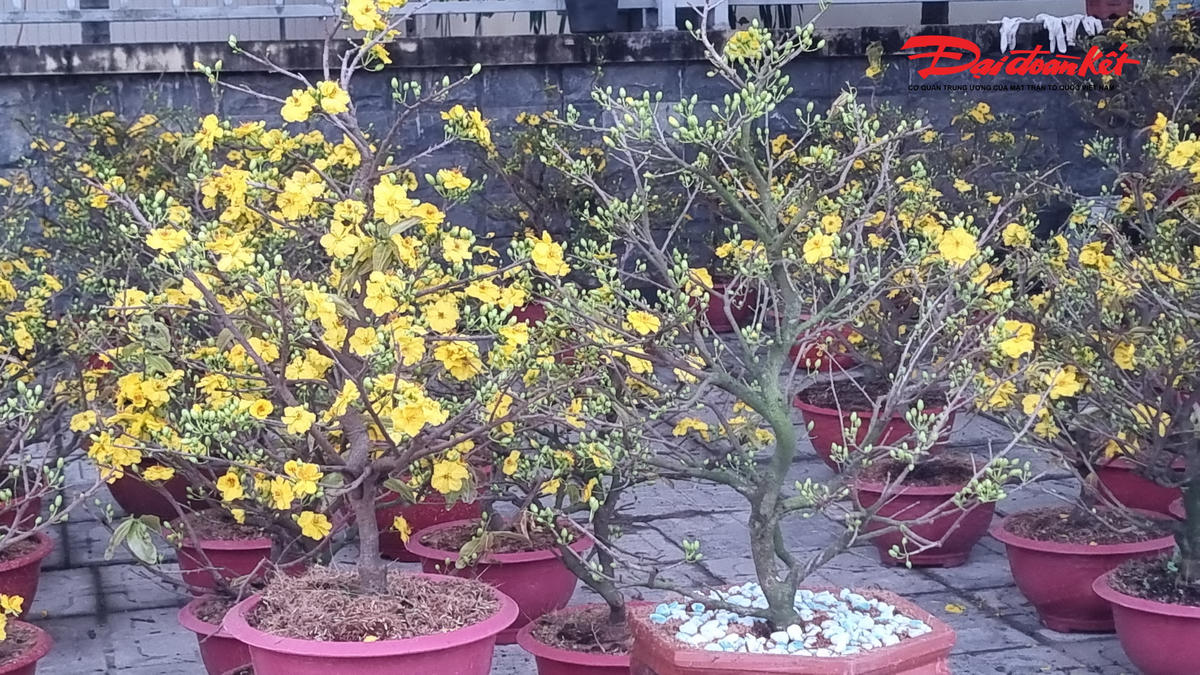 Những chậu mai như này có giá khoảng 300.000 - 500.000 đồng. Ảnh: Ảnh Toán.