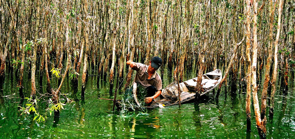 Trong rừng tràm U
Minh Thượng.&nbsp;