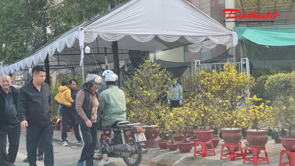 Mai vàng được đưa ra từ miền Nam và được bày bán từ trước rằm tháng Chạp. Ảnh: Anh Toán.