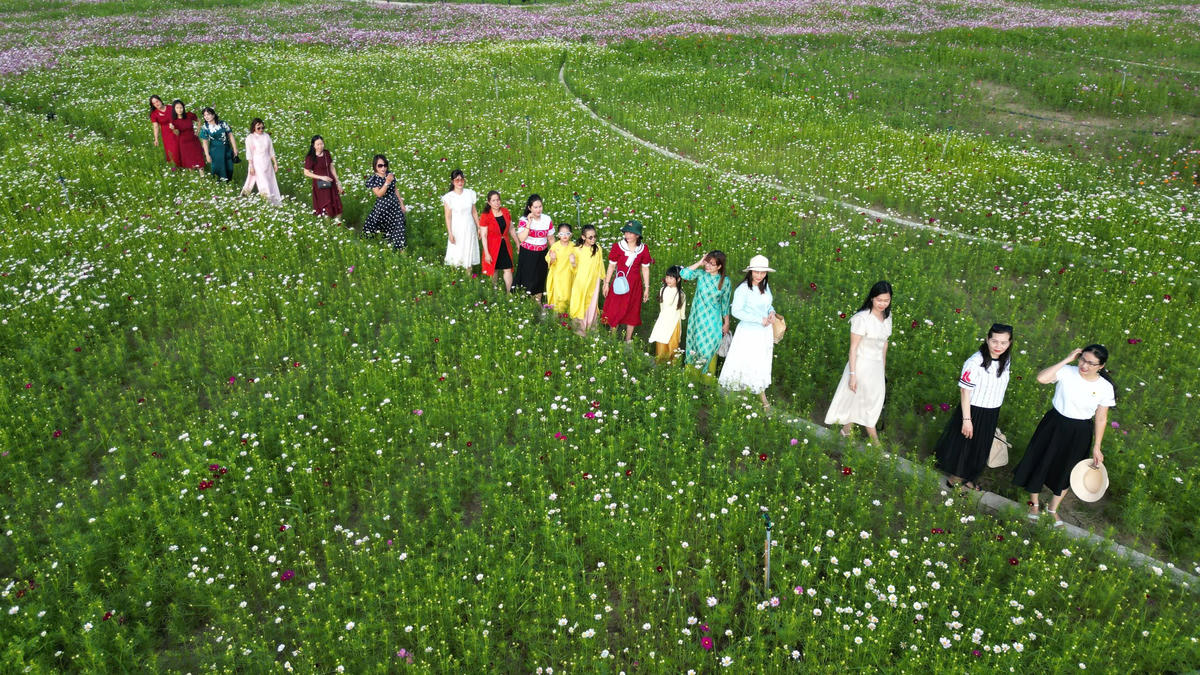 Hiếm khi địa phương có cánh đồng hoa sao nhái quy mô lớn, giúp người dân có thêm lựa chọn vui chơi dịp cuối năm. Ảnh: Nguyên Du