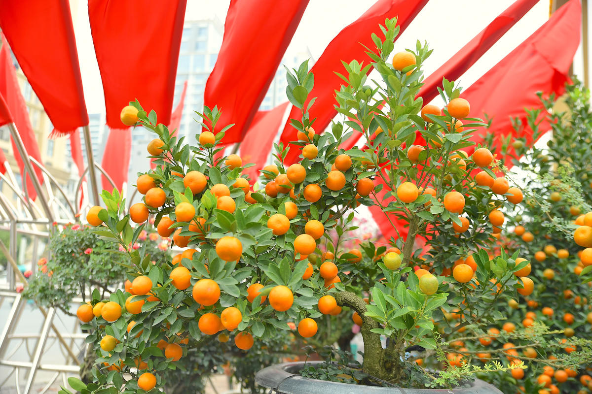 Những chậu quất trĩu quả vàng óng. Ảnh: Phạm Sỹ.