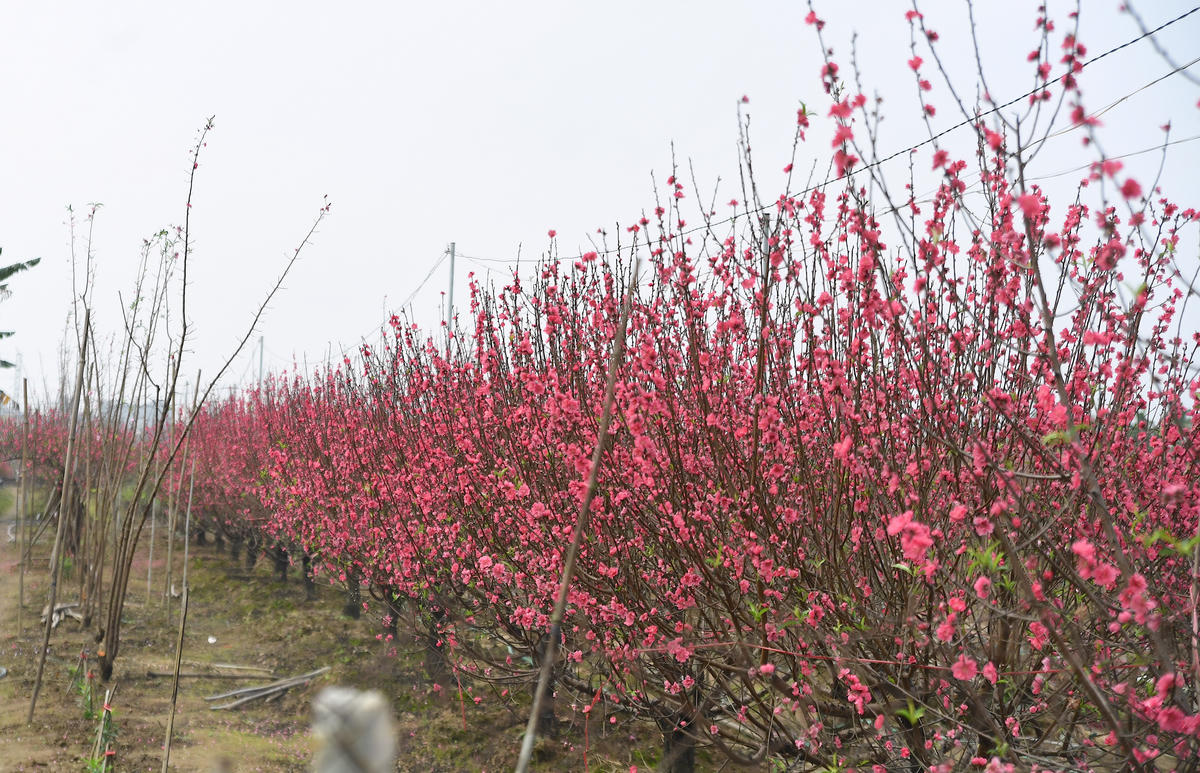 Sắc hồng phơn phớt trải dài khắp triền bãi. Ảnh: Phạm Sỹ.