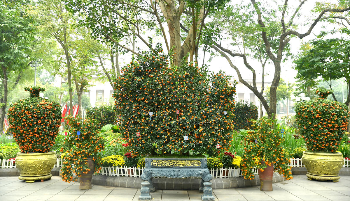 Quất cảnh tạo hình nghệ thuật gây ấn tượng. Ảnh: Phạm Sỹ.