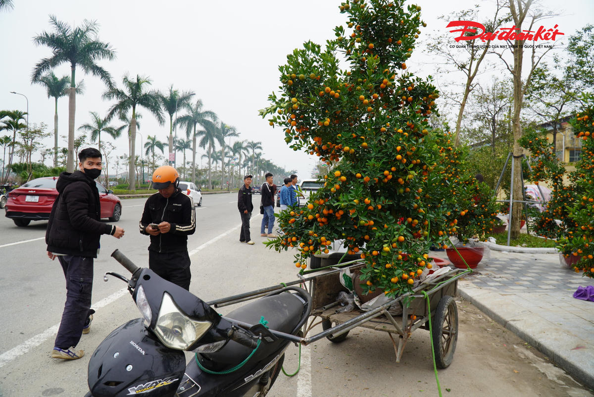 Anh Tuấn cùng một người bạn thay nhau túc trực cả ngày lẫn đêm để bán. “Năm nay thu mua cây cảnh tận vườn cao hơn các năm trước, tiền mặt bằng, vệ sinh môi trường cũng tăng lên. Vì thế, giá bán cây cảnh phục vụ Tết buộc phải tăng cao hơn” - anh Tuấn thông tin.