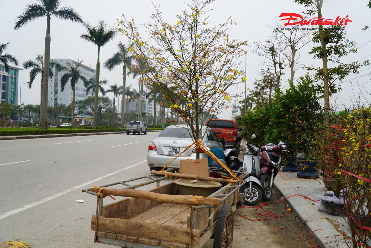 “Cây cảnh giảm cả chất lượng lẫn số lượng, giá mặt bằng tăng cao hơn vì thế đẩy thị trường cây cảnh lên cao hơn so với năm ngoái. Người mua vì thế cũng lưỡng lự” - anh Biên cho hay.