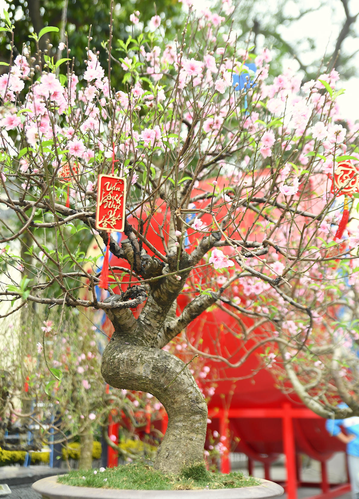 Đào thế nghệ thuật được tạo dáng công phu, tôn vinh bàn tay nghệ nhân. Ảnh: Phạm Sỹ.