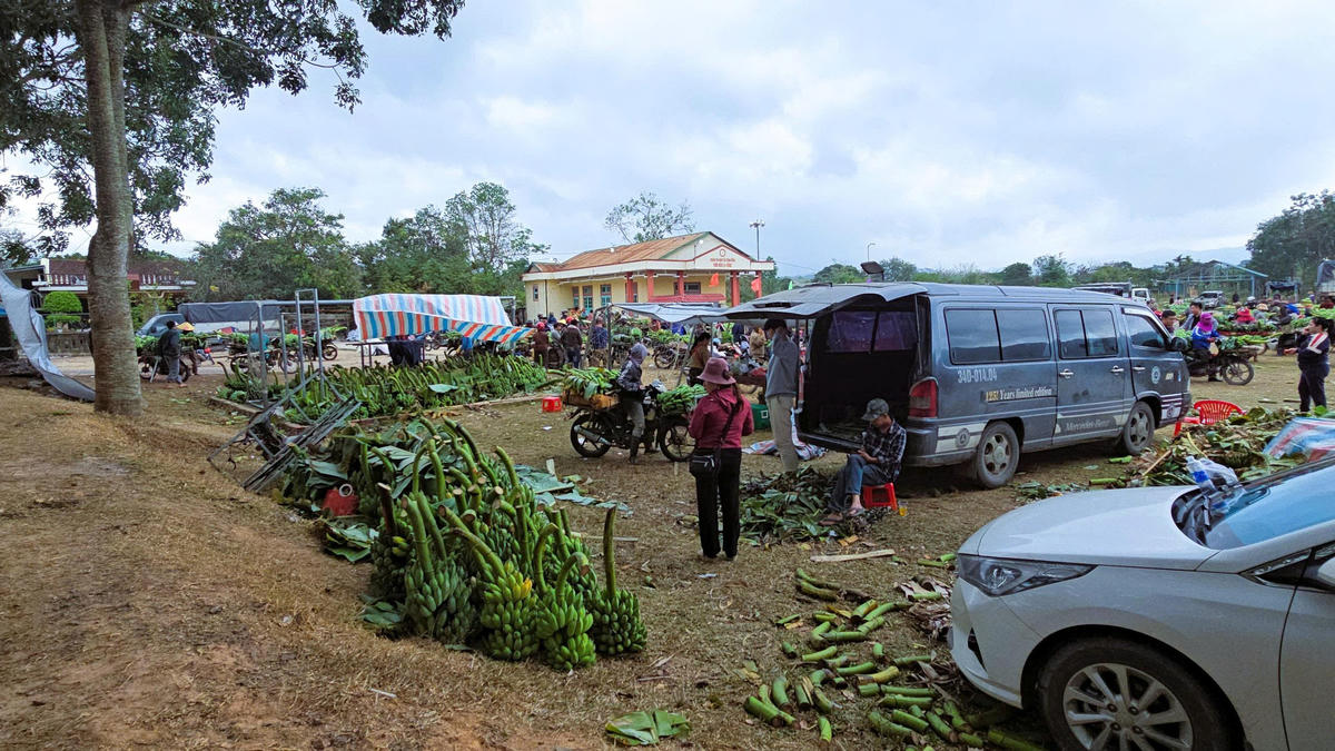 Địa điểm buôn bán chuối này nằm bên cạnh Nhà Văn hóa cộng đồng thôn Bích La Đông (xã Lao Bảo), cách QL9 hơn 200m. Ảnh: DL.