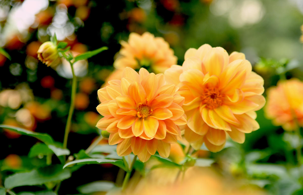 Hoa thược dược và những loài hoa khác đua sắc, hoàn thiện bức tranh hoa xuân. Ảnh: Phạm Sỹ.