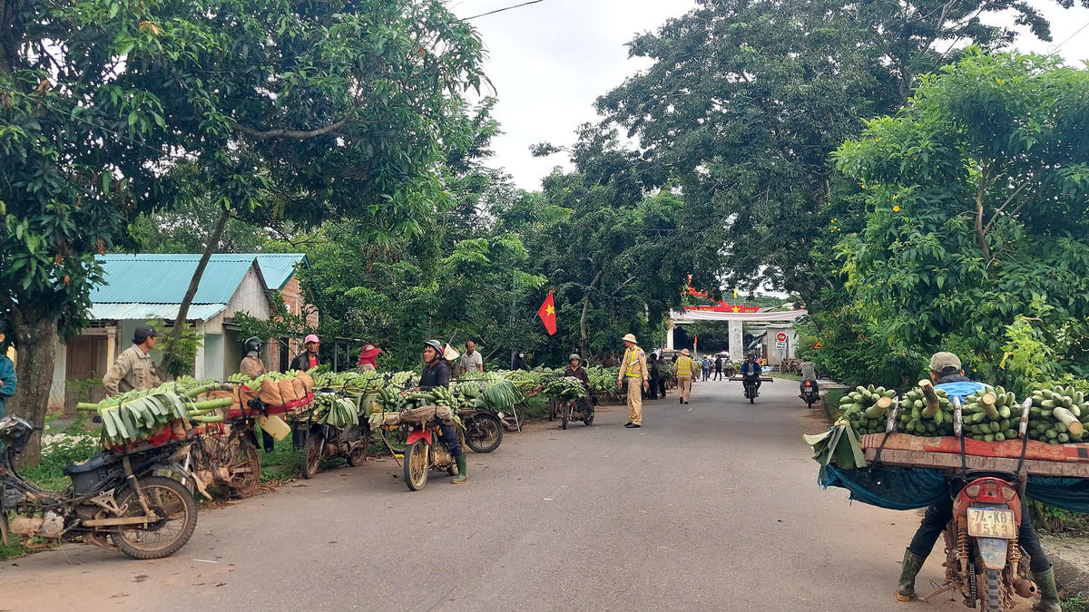 Nhằm đảm bảo an toàn giao thông, an ninh trật tự, không để gián đoạn hoạt động giao thương, đồng thời tránh cản trở đến hoạt động kinh tế tại khu vực chợ Tân Long, từ cuối tháng 9/2025, UBND xã Lao Bảo đã bố trí địa điểm tạm thời tổ chức trao đổi, buôn bán chuối tại thôn Bích La Đông, xã Lao Bảo. Ảnh: ĐN.