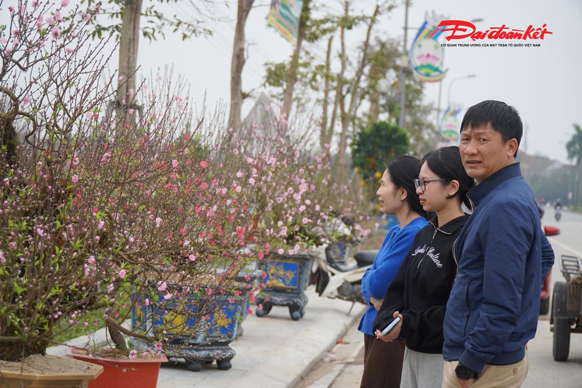 Mặc dù rất muốn mua cây cảnh chơi Tết nhưng nhiều người vẫn đắn đo suy nghĩ về giá cả.