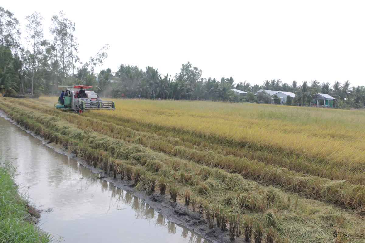 Người dân xã Ninh Thạnh Lợi thu hoạch lúa trên đất nuôi tôm. Ảnh: Nguyên Du