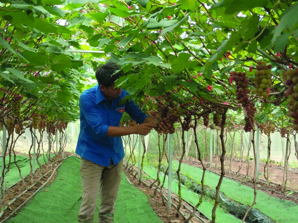 Nông trại rộng 2 ha của vợ chồng anh Hoàng Quốc Toản (xã Hồng Minh, tỉnh Hưng Yên) đang phát huy hiệu quả  từ cây nho và nhiều cây trồng, vật nuôi khác.  Ảnh: Duy Hưng.