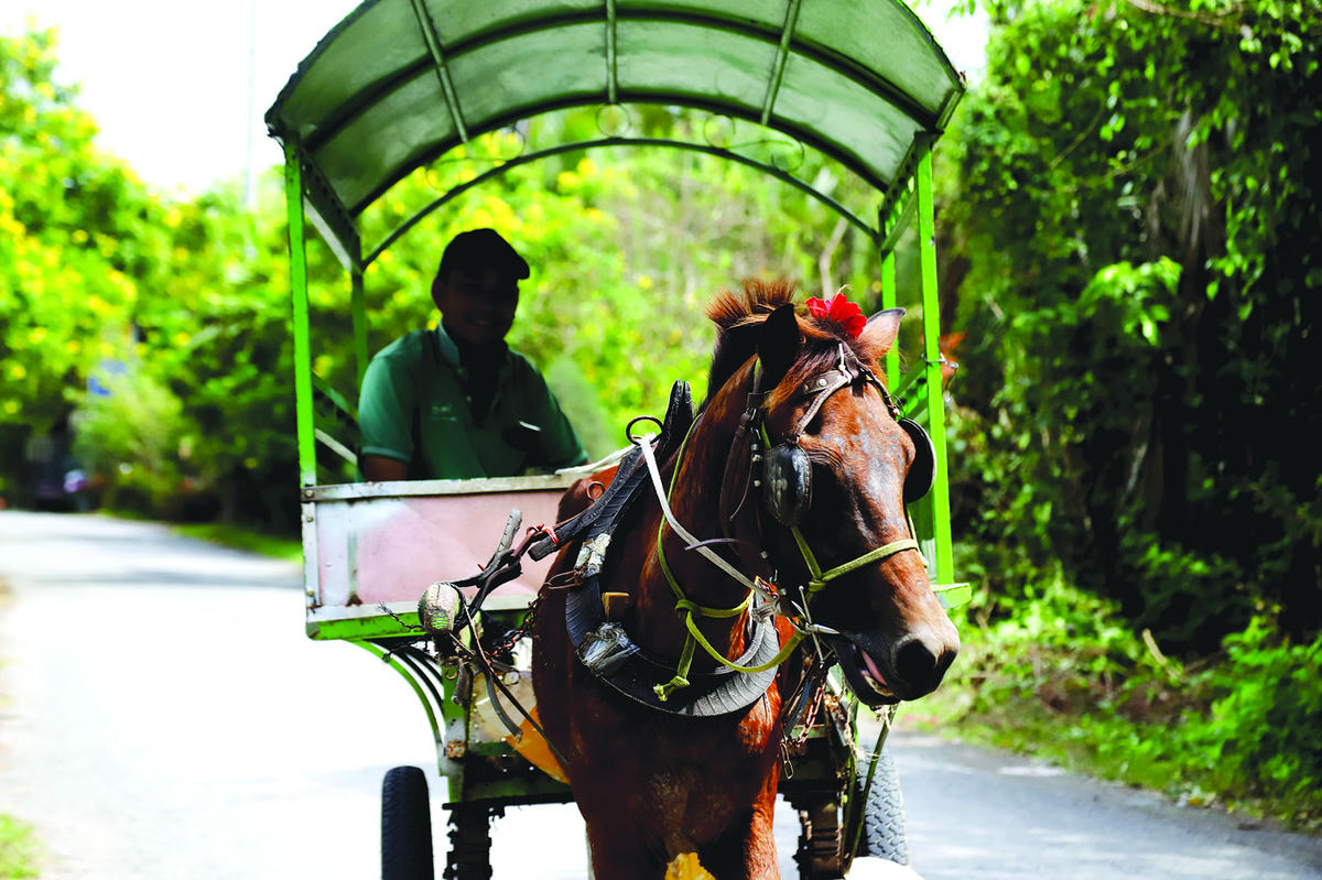 Anh Nonh Oanh No, (42 tuổi) những lúc rảnh rỗi chăm chút và rất cưng con ngựa. .