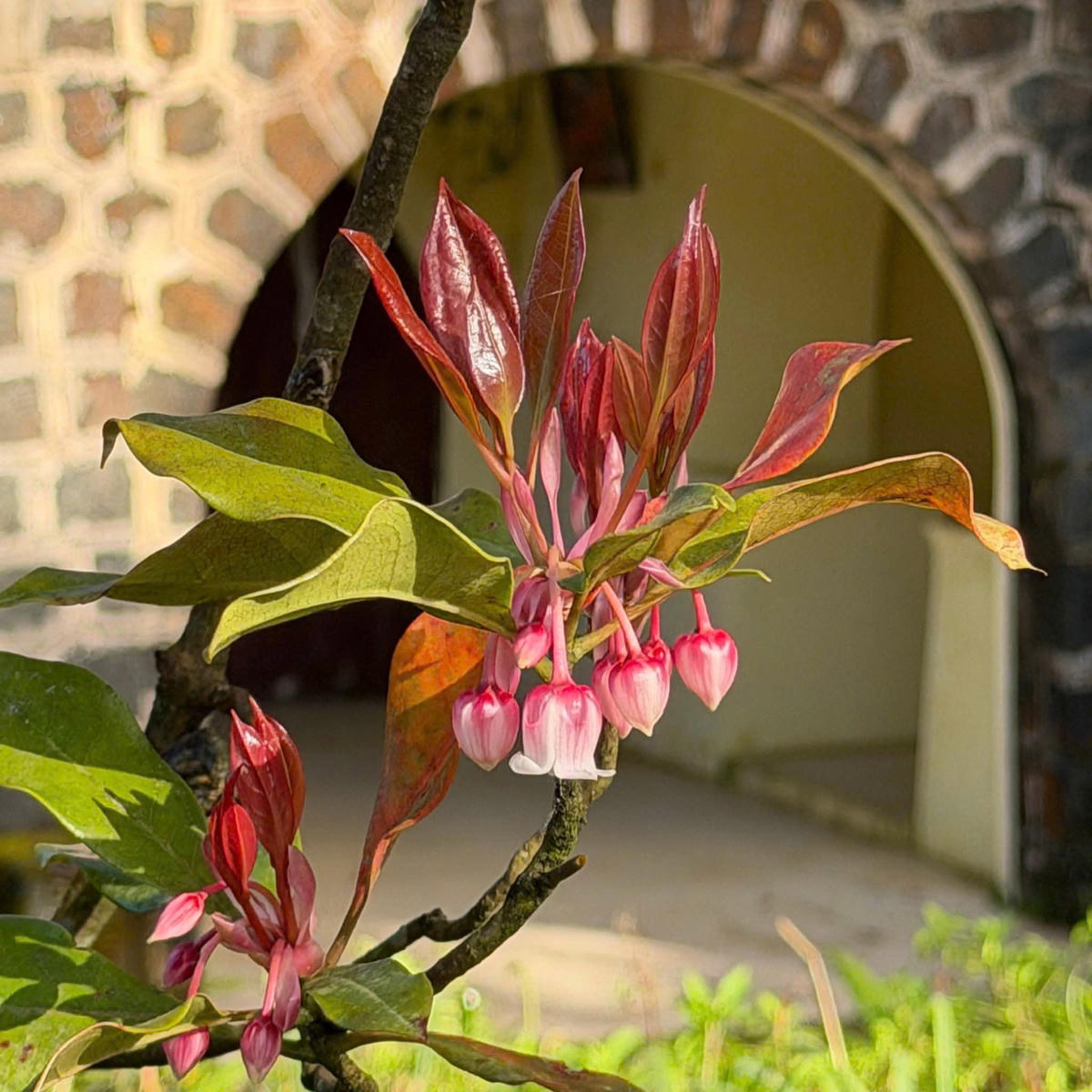 Trong đó, nổi bật nhất là các loài đỗ quyên hoa chuông và hoa đỏ.&nbsp;Ảnh: VQG Bạch Mã.