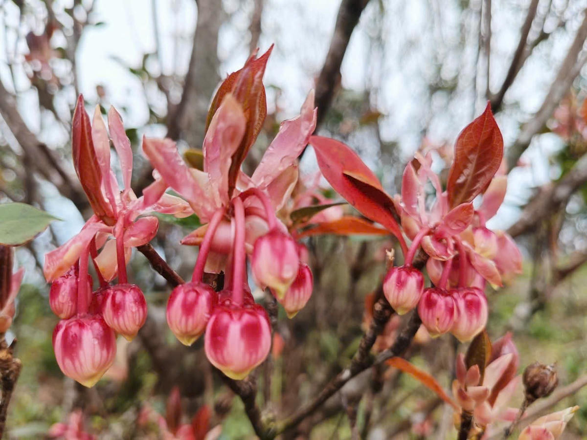 Đỗ quyên hoa chuông có chiểu cao tới 5m, cành non không lông, lá cũng mọc chụm ở đầu cành. Hoa mọc ở đầu cành với màu trắng hoặc đỏ, tạo điểm nhấn nhẹ nhàng rất đẹp.&nbsp;Ảnh: VQG Bạch Mã.