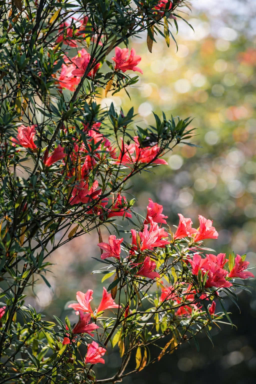 Đỗ quyên hoa đỏ là cây nhỏ cao khoảng 2,5m, lá mọc chụm ở đầu cành, lá non có lông dài.&nbsp;Ảnh: VQG Bạch Mã.