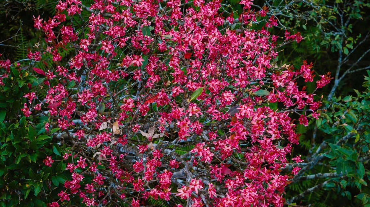 Sự hòa quyện, đan xen của nhiều loài hoa tạo nên một bức tranh thiên nhiên vô cùng tuyệt mỹ.&nbsp;Ảnh: VQG Bạch Mã.