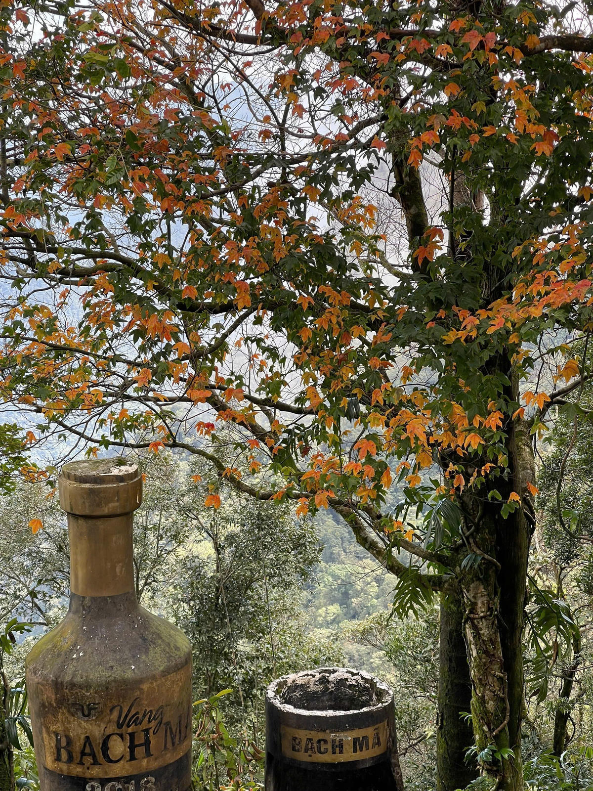 Cây Thích Bắc Bộ cũng góp thêm gam màu đa sắc cho bức tranh mùa xuân ở Bạch Mã.&nbsp;Ảnh: VQG Bạch Mã.