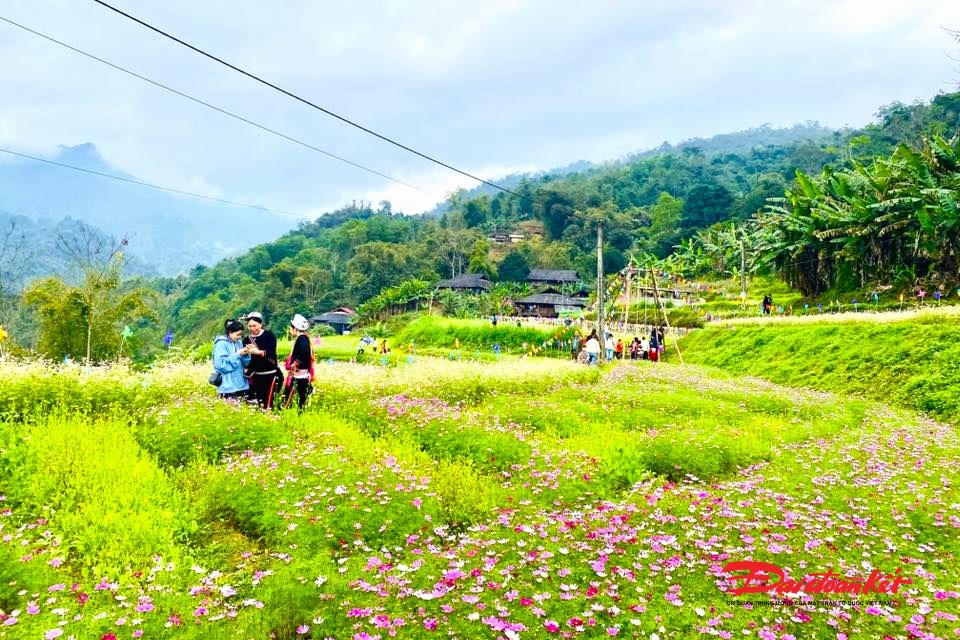 Cánh đồng hoa ở Khâu Đấng thu hút đông đảo du khách thập phương ghé thăm trong dịp Tết Nguyên đán năm 2026. Ảnh: TN.