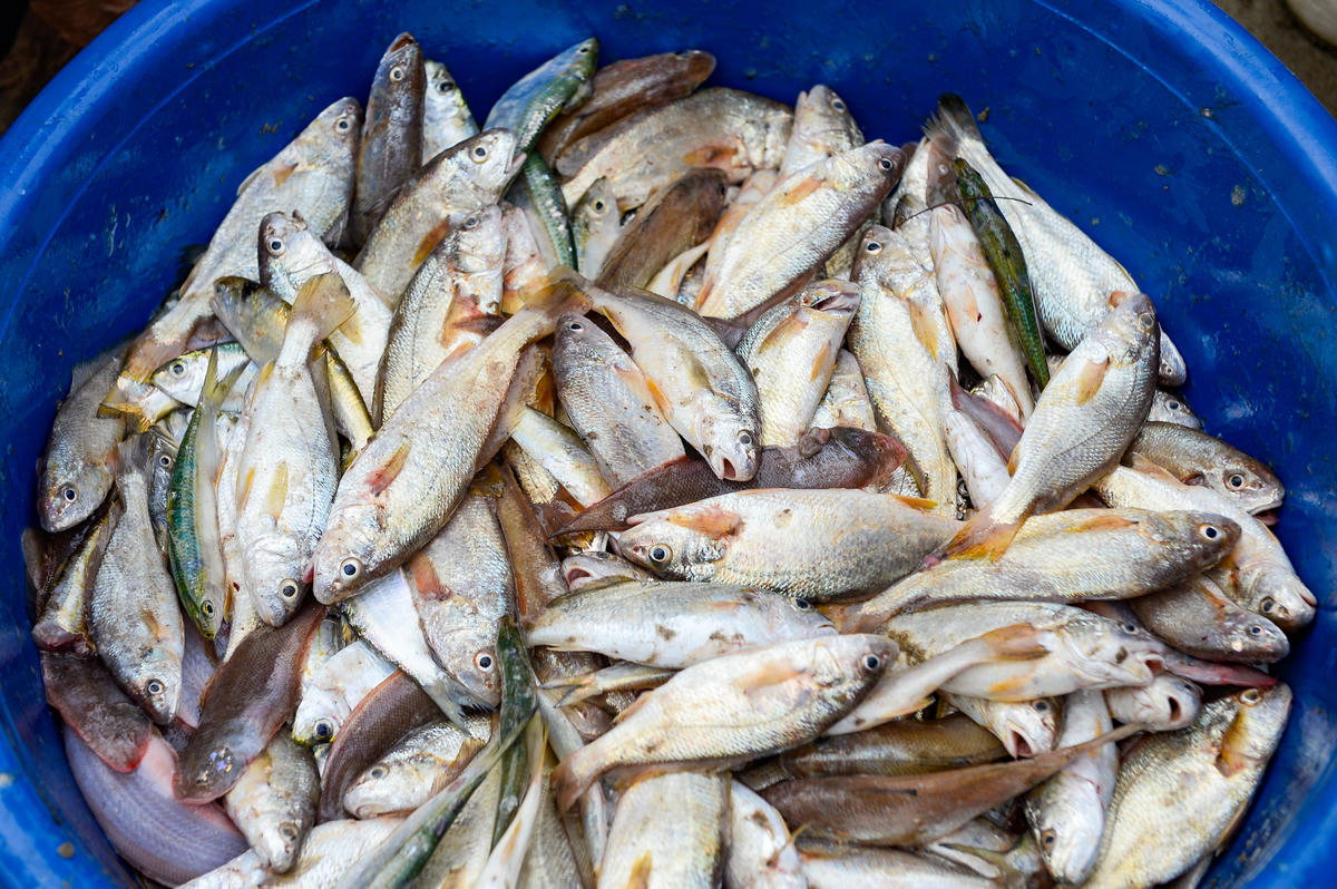 Giá hải sản đầu năm cao hơn ngày thường, sản lượng lại khá nên nhiều phương tiện thu về tiền triệu chỉ sau một buổi vươn khơi ngắn. Ảnh: Đình Minh