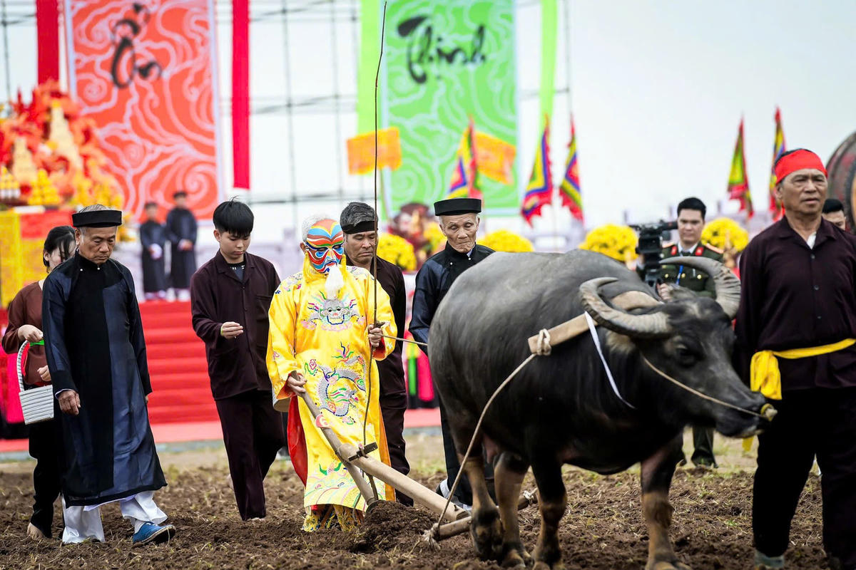 Sau phần tế lễ, nghi thức tái hiện cảnh nhà vua xuống đồng đi cày được thực hiện công phu. Người đóng vai vua trong trang phục hoàng bào, đầu đội mũ cửu long, thực hiện những đường cày đầu tiên trên thửa ruộng trong tiếng trống hội rộn ràng và sự chứng kiến của đông đảo nhân dân. Ảnh: X.L