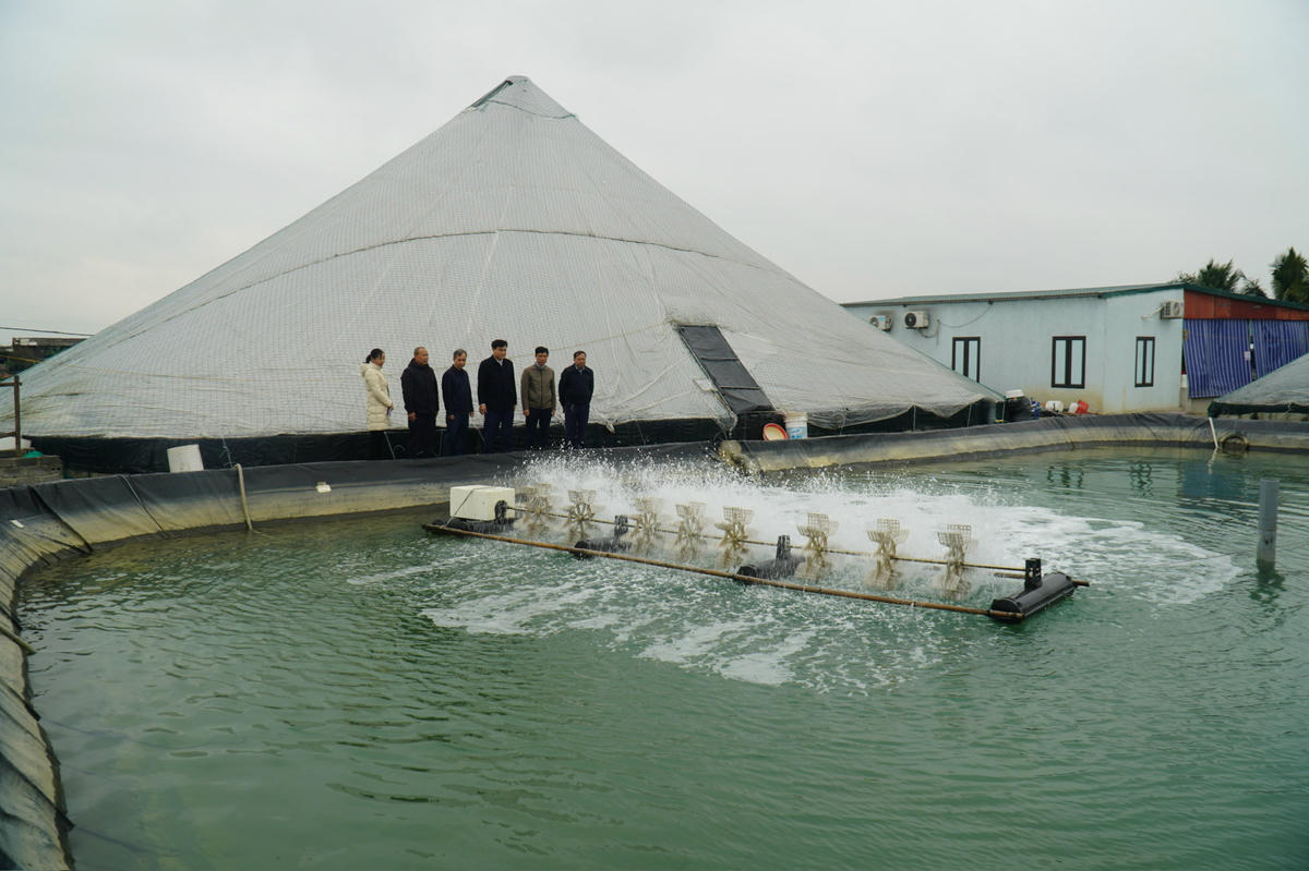 Mô hình nuôi tôm công nghệ cao của gia đình ông Lê Văn Phương. Ảnh: Đình Minh