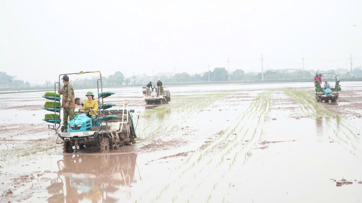 Lễ xuống đồng không chỉ là nghi thức mang giá trị văn hóa, mà còn là điểm khởi động cho chuỗi nhiệm vụ phát triển nông nghiệp năm 2026 . Ảnh: TL