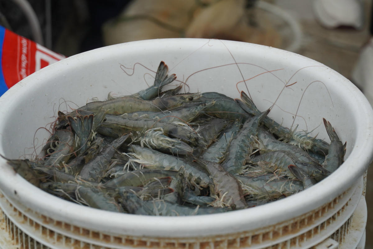 Những con tôm chắc nịch, chất lượng cao bên trong ao nuôi của ông Phương. Ảnh: Đình Minh