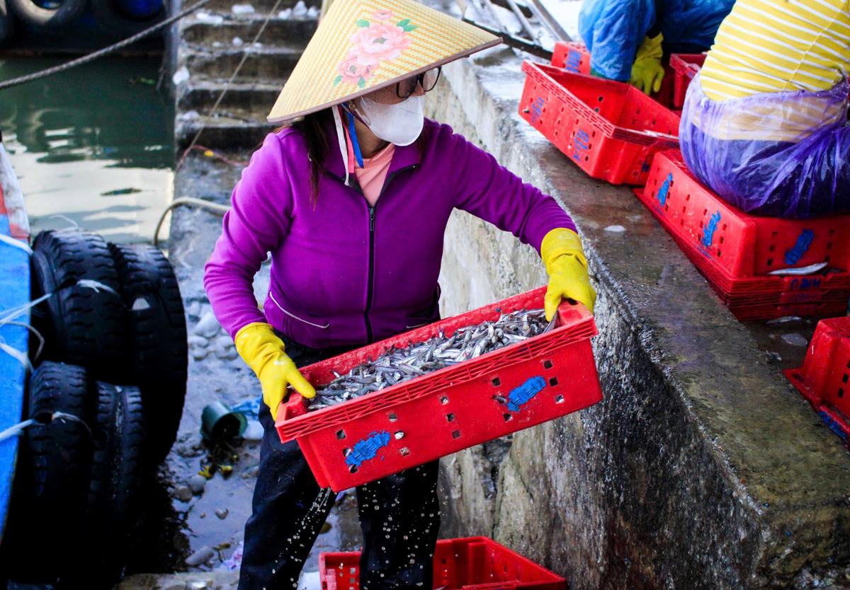 Nhân công vận chuyển cá cơm bán cho thương lái. Ảnh: CV.