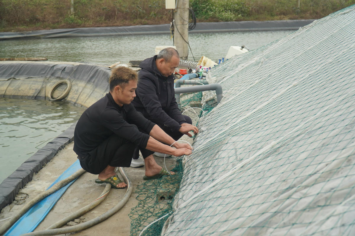 Ao nuôi được phủ bạt kín, đảm bảo nhiệt độ trong ao ở ngưỡng an toàn. Ảnh: Đình Minh
