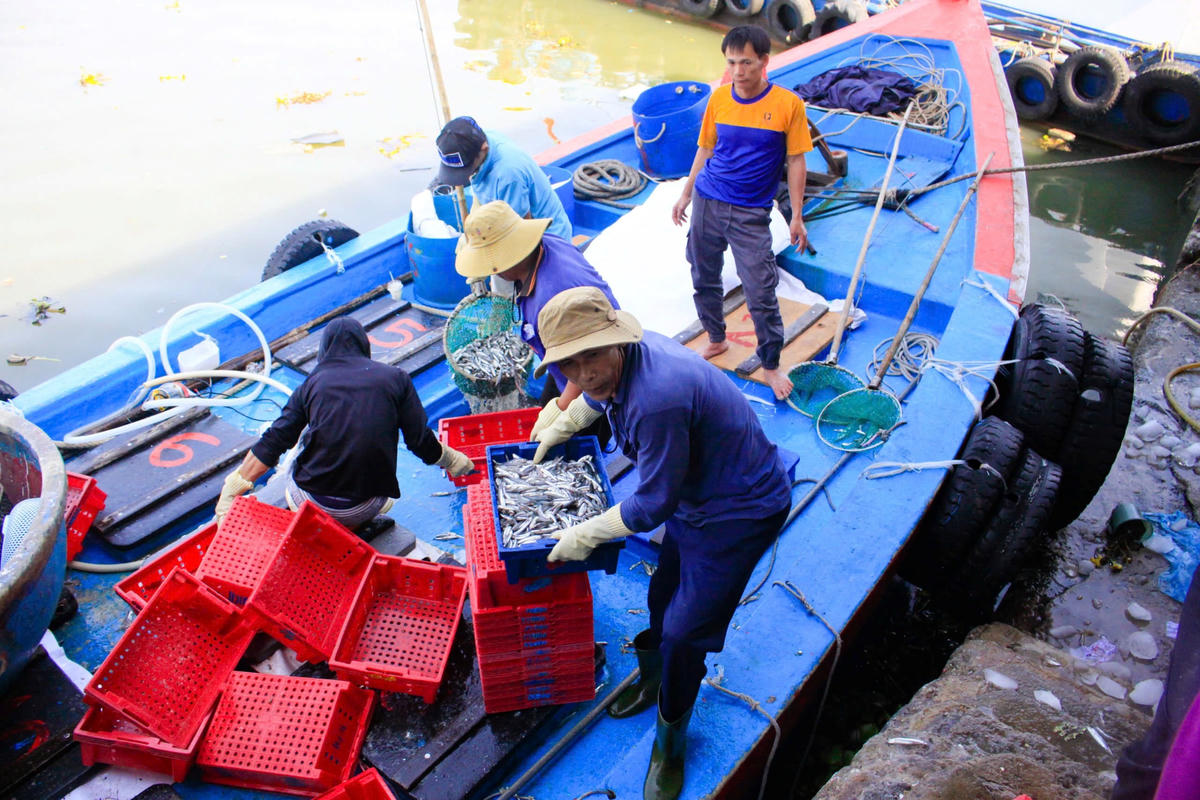 Tàu cá chở đầy khoang cá cơm cập cảng Tịnh Kỳ. Ảnh: CV.