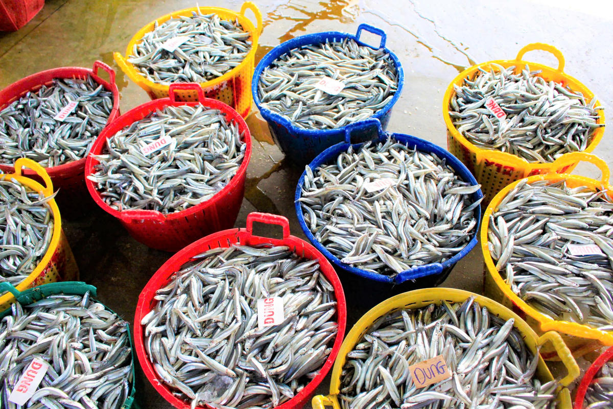 Từng sọt cá cơm tươi rói được thương lái thu mua. Ảnh: CV.