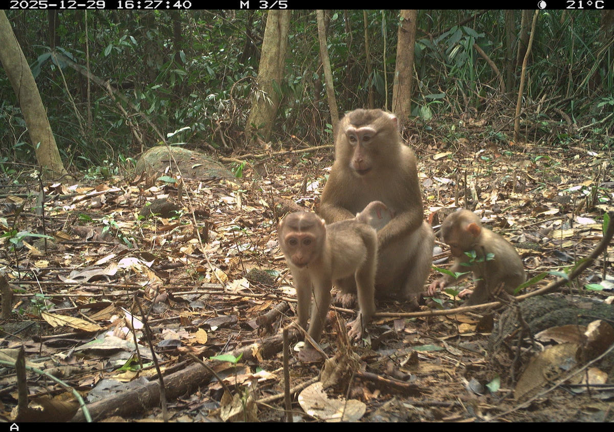 Bẫy ảnh ghi nhận đàn khỉ tại rừng Mỹ Sơn. Ảnh: BQL DSVH Mỹ Sơn.