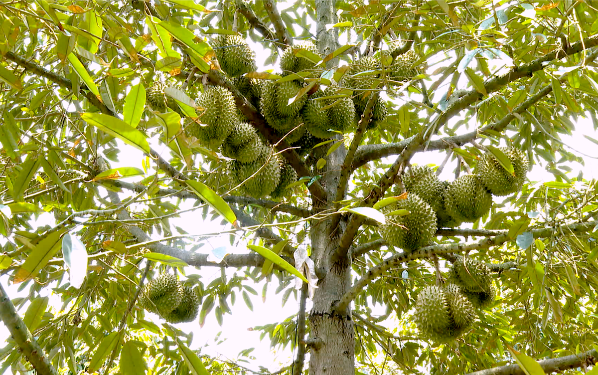 Nguồn cung giảm mạnh, giá sầu riêng đang tăng cao. Ảnh: Trung Ngãi&nbsp;