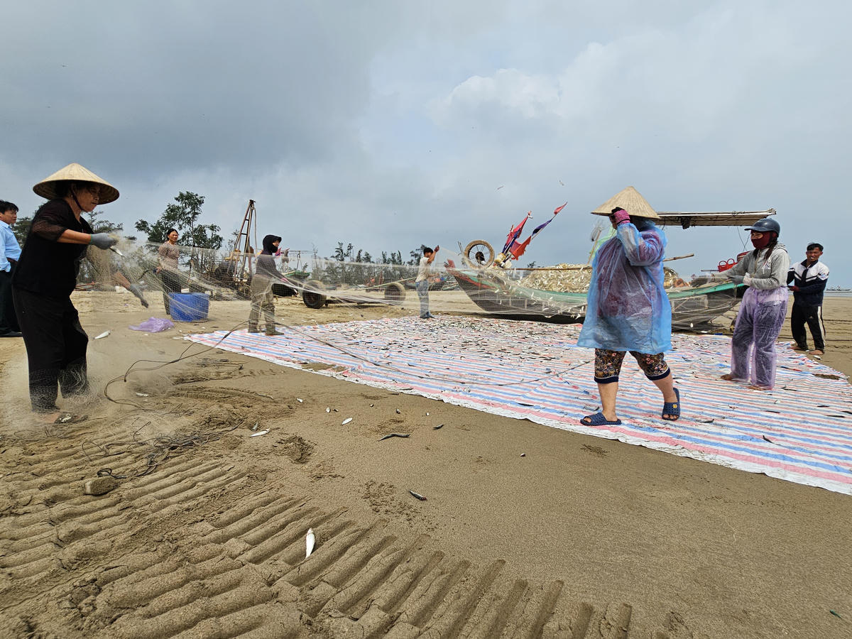 Theo một số ngư dân, đánh bắt cá trích tùy thuộc vào luồng cá, nếu trúng luồng, có thể đánh được hàng tấn cá. Khi trúng đậm&nbsp;về bờ, mỗi chủ thuyền sẽ huy động người thân hoặc thuê lao động gỡ cá. Ảnh: Quốc Thanh