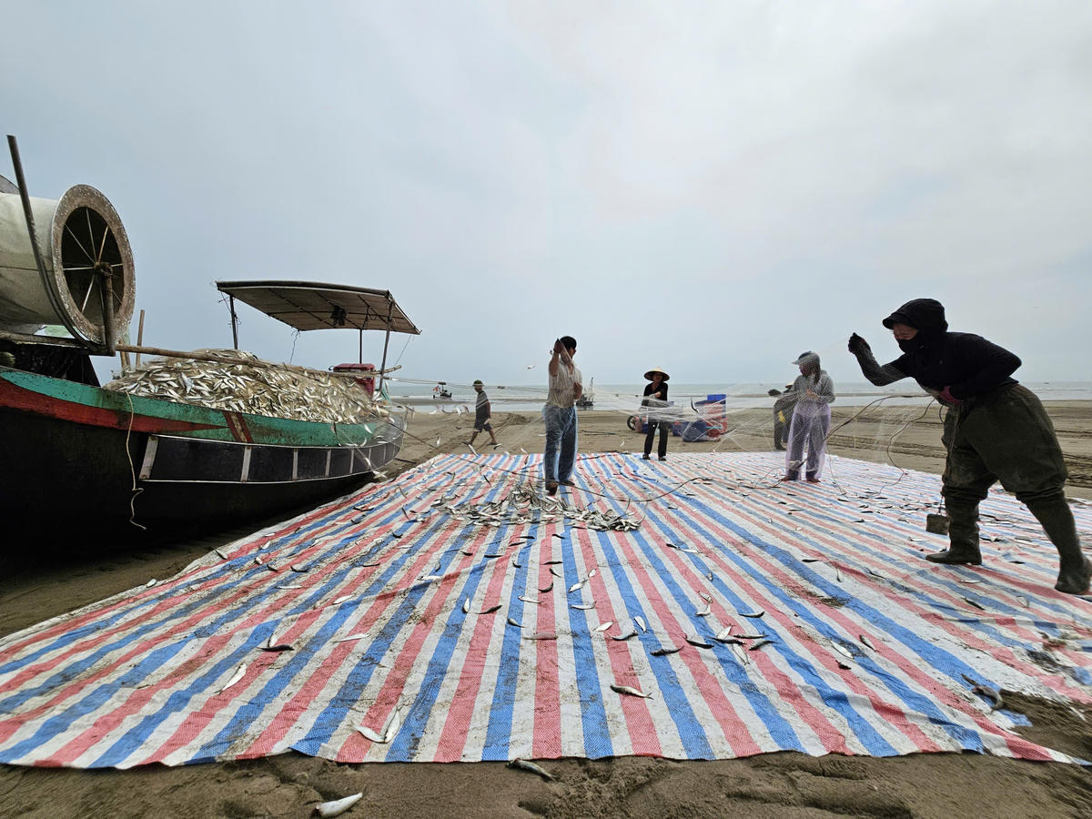 Trúng đậm mẻ cá trích đầu năm, thuyền đầy ắp cá, anh Hoàng Văn Thái huy động người thân ra hỗ trợ. Ảnh: Quốc Thanh