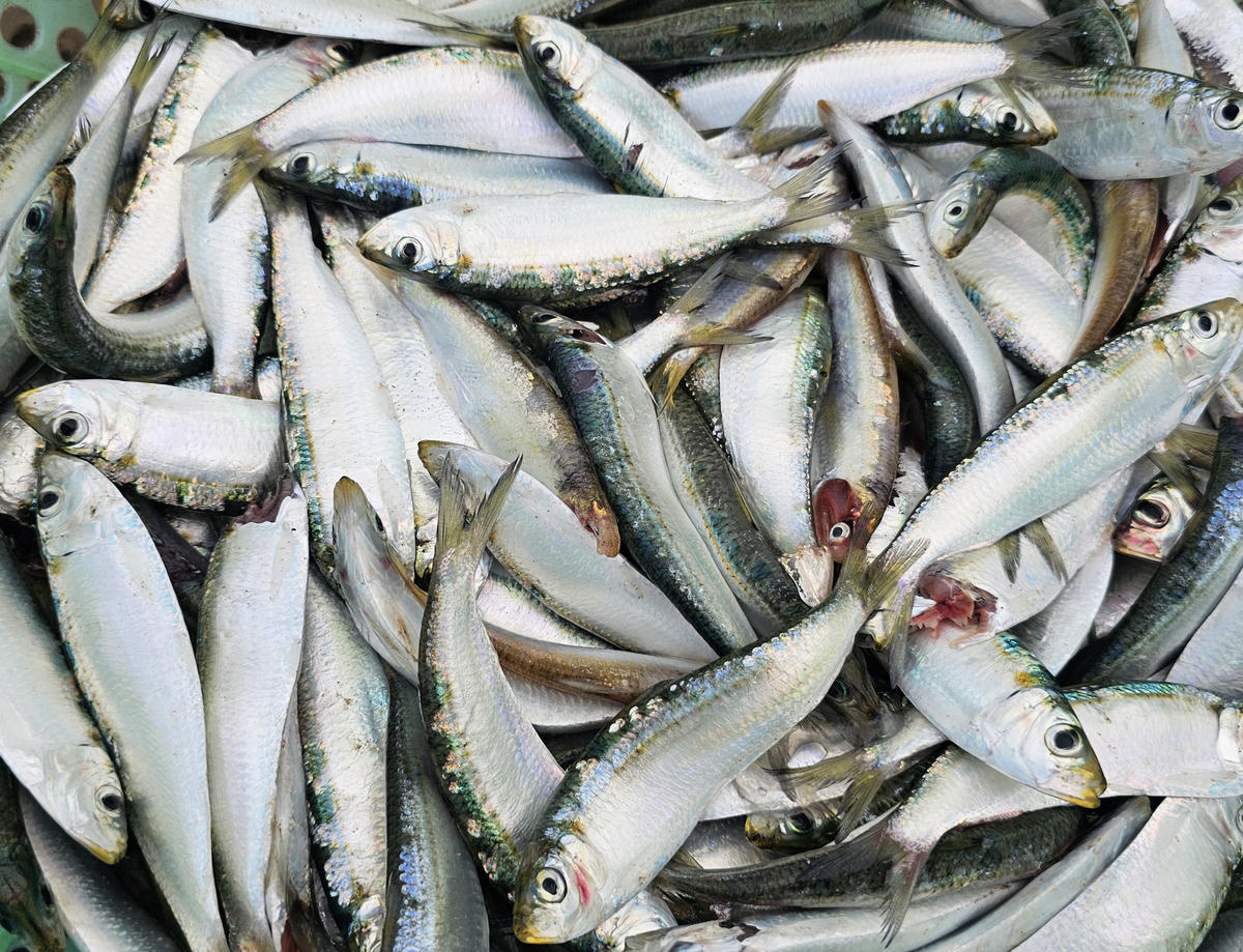 Những con cá trích tươi rói vừa đánh từ biển lên. Cá trích có hàm lượng chất dinh dưỡng cao, thịt thơm, vị béo được chế biến thành các món ngon, trong đó cá tươi làm món gỏi, nướng than, rán. Ngoài ra, cá trích còn được sử dụng làm nguyên liệu để sản xuất nước mắm có vị thơm ngon đặc trưng. Ảnh: Quốc Thanh