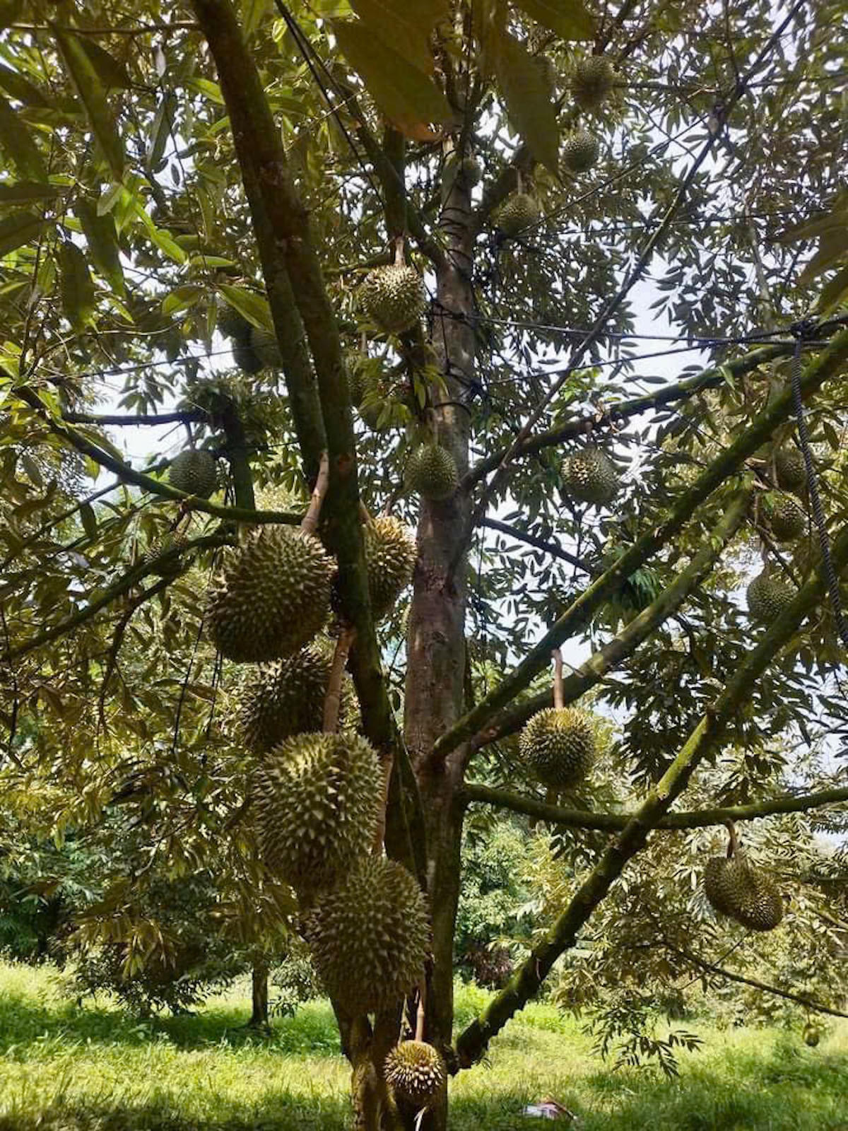 Ngành chức năng khuyến cáo người dân không nên thu&nbsp;hoạch trái non để chạy theo giá cao, bởi chỉ cần một số lô hàng không đạt chất lượng cũng có thể ảnh hưởng đến uy tín chung của ngành. Ảnh: Trung Ngãi