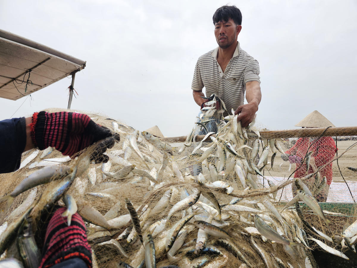 Anh Hoàng Văn Thái, 41 tuổi, ở xã Tiên Điền, tỉnh Hà Tĩnh bên mẻ cá trích vừa đánh được. Ra Tết Bính Ngọ 2026, anh Thái bắt đầu đi biển từ ngày Mùng 6 tháng Giêng. Mấy hôm trước thuyền a Thái đánh mực, cá cháo, từ ngày hôm qua, anh đi lưới cá trích. Ảnh: Quốc Thanh